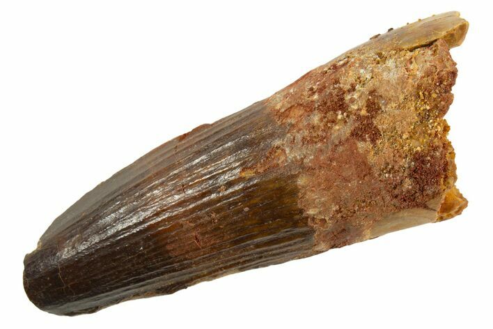 Fossil Spinosaurus Tooth - Feeding Worn Tip #343510